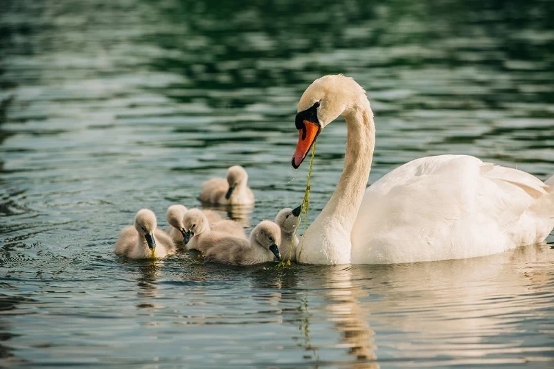 things to do in London Royal Parks