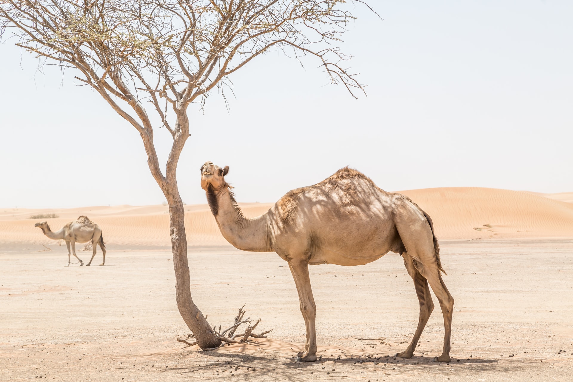 Camels