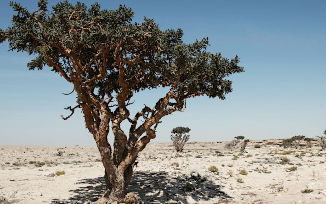Frankincense trees London