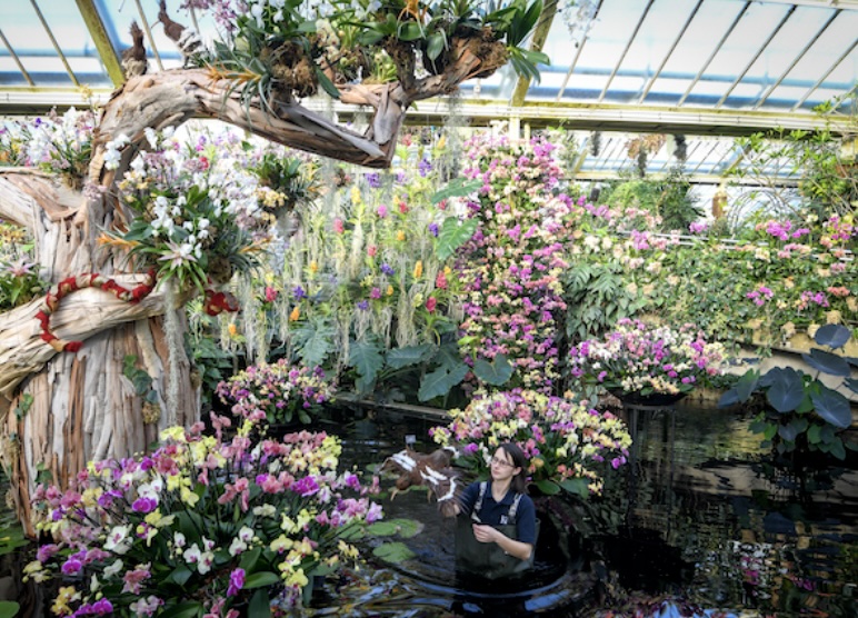 Kew Gardens things to do in London in February